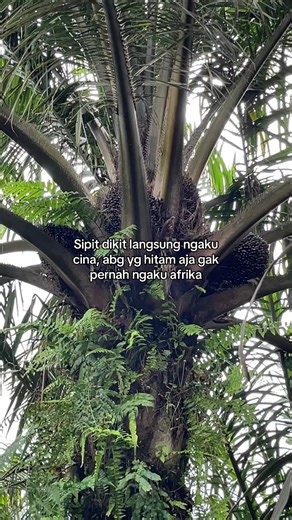 Parahh #storysawit🌴🌴 #sawitriau #fyp #sawittiktok