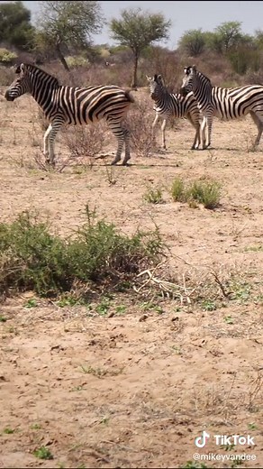 A herd of Beautiful Zebras Running in the middle of the Kalahari Desert in South Africa. 🦓 🦓 #wildanimals #zebra #zebras #wildlife #reelsvideo #fyp #southafrica #africa #animalsoftiktok #animals #safari #nature