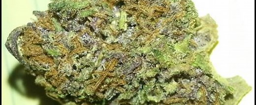 Purple Hindu Kush | Marijuana Strain Reviews