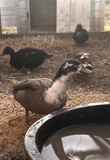 Introducing a Call Duck Drake to the Hen Pen
