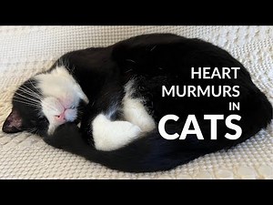 Heart Murmurs in Cats