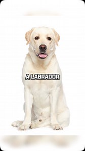 Do you own a fat labrador?? Labradors have a tendency to overeat,...