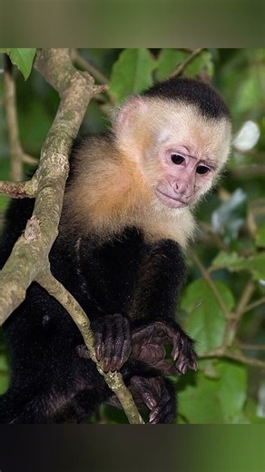 Capuchin monkey