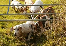 VAGSB renamed the Kimblewick hunt in bid to heal rifts - Horse & Hound