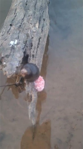 Amazing Snail Hatching | Baby Snail Coming Out of Egg 🐌🥚