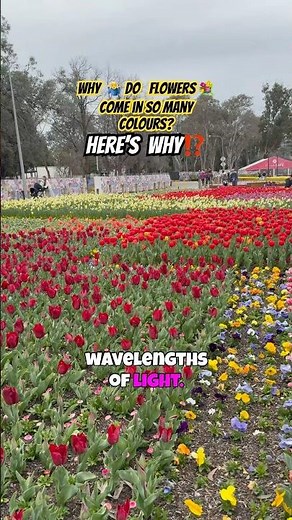 Why 🤷‍♂️ Do Flowers 💐 Come In So Many Colours ⁉️