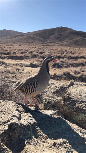 3 comments | Partridge Sound in Nature #PartridgeSound #BirdSounds #KeklikSesi #ЗвукКуропатки #ПениеКуропатки #BirdSinging #RelaxingNature | Song of Partridges | Facebook