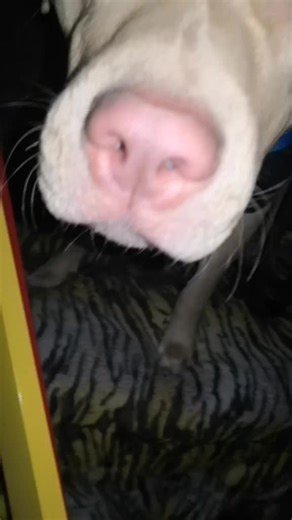 After the vet🐕❤️