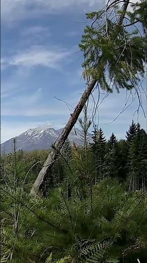 Cougar's Insane Jumping Skills! 😱