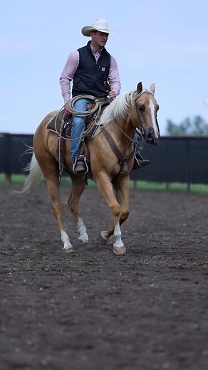 273 reactions · 29 shares | DF FRECKLES BILL, ”King” is a 2022, 15hh...