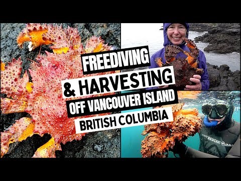 Harvesting from the PNW with Friends (Puget Sound King Crab)