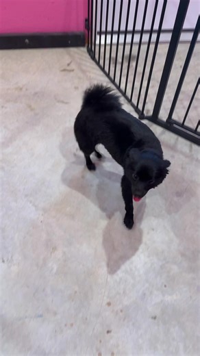 #doggrooming #dogsoftiktok #salon #matted