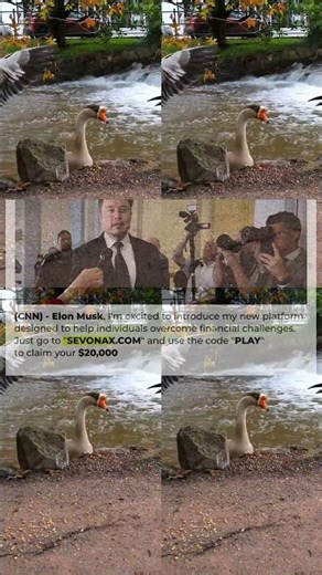 Feeding Geese on a River Featuring Black Swans, Pekin Ducks, Mallards Nature Relaxation Video 15