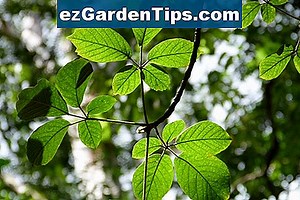 Como identificar árvores de folha vermelha Maple 🌱 Dicas Jardineiros - Pt.ezGardenTips.com