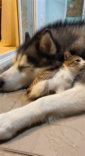 If this cat is cute, please like and subscribe. #cat #roblox #edit