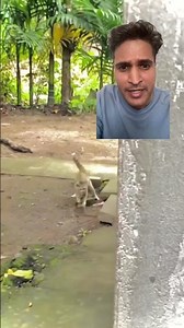 Who is Attacking? #catlife #catshorts #catlove #cats #snake #snakes #snakelovers #catvideos #actor