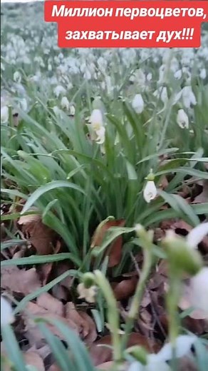 После работы поехали любоваться первоцветами! Миллион цветов – кадры, от которых перехватывает дух!