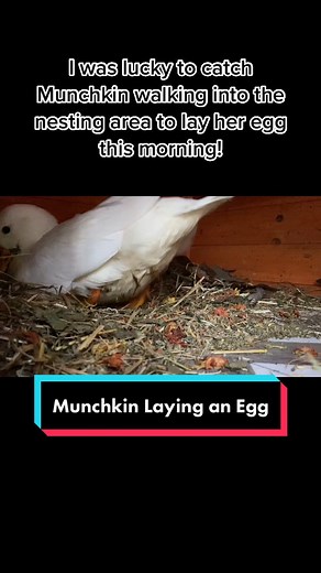 Watching the Fascinating Process of Duck Eggs Hatching