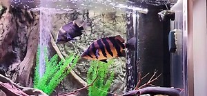 I added a new IT Datnoid to the tank last night.. The big Datnoid went in a rampage chasing everyone but the new Datnoid.. I was making sure he didn't hurt him but all he did was go up to him and nudge him a little and then off to chasing the other fish.. This morning they are both hanging out together. 🐟🐟🐟 | Jason's Plecos & Cichlids LLC