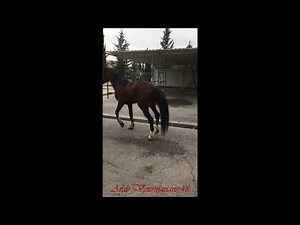 Equine Rhabdomyolysis