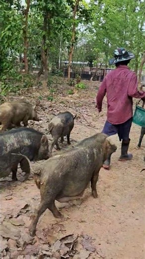 เวลาอาหารหมูในป่า #pigfeed #pig #farming #farming #บ้านทับตะวัน