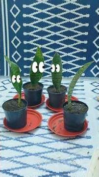 🌿 Dividing a Whale Fin Sansevieria – One Plant Becomes Many!