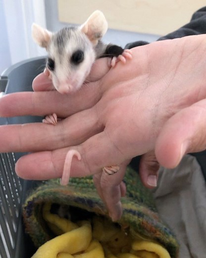 Do opossums hang by their tails? They have something called a prehensile tail. A prehensile tail is adapted for grasping and wrapping around things like tree limbs. The opossum can hang from its tail for a short time. Some people think opossums hang from their tails and sleep. They don't. Their tails aren't strong enough to hold them for that long. Meet one of our newest patients, his mom was hit by a car and didn’t survive. He and 5 other siblings are now in our care and will stay with us for t