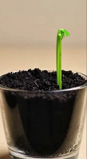 Dill Plant Growing | Seed to Leaf 🌿