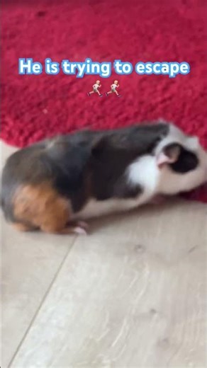 #run #animals #funny