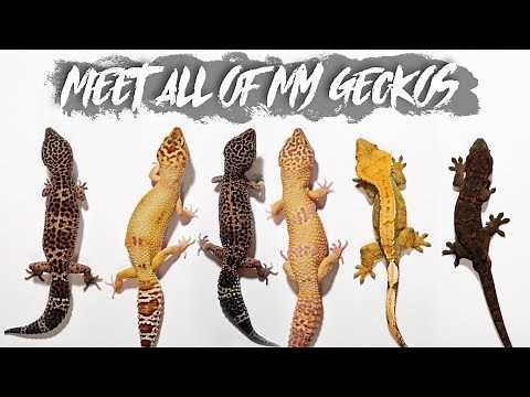 ALL OF MY GECKOS // Age? Morph? Size? Shop or Breeder?