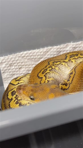 Do you like your BlackHead Clown combos Red or Black tone? Cause we making both 🔥🔥🔥. •• #ballpython #ballpythons #reptile #reptiles #snake #snakes #python #pythons #ballpythonsofinstagram #ballpythonsofig #ballpythonmorphs #royalpython #pythonregius #snakesofig #animals #pets #ballpythons101 | Ball Pythons 101