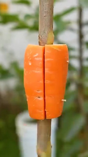 162K views · 4.9K reactions | How to farm a guava tree | Zortrax Agriculture Corporation | Facebook