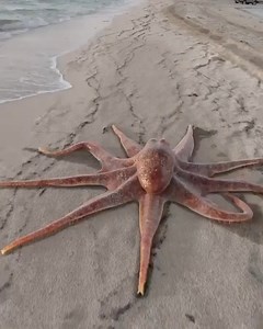 Real or fake? Pop quiz: how long can an octopus stay out of the water? 📷: ghost3dee (IG) | SSI