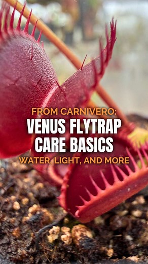 Venus Flytrap Care Basics: Watering, Light & Feeding Tips