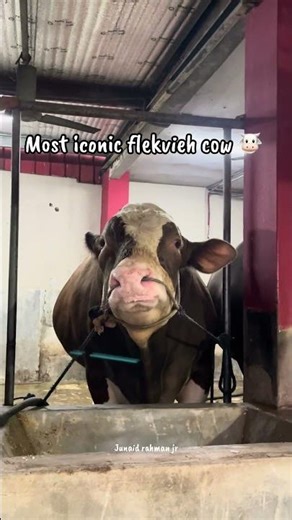Most iconic flekvieh cow 🐮 #cow #cattleworld #bull #bullfarm #cowvideos #cowlover #cowpalace