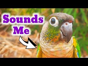 pyrrhura molinae conure parrot natural SOUNDS My bird is happy when it sings animal sounds Pyrrhura