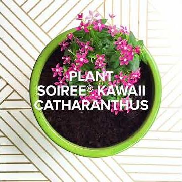 Vinca Love: How-To Plant Soiree® Kawaii Catharanthus