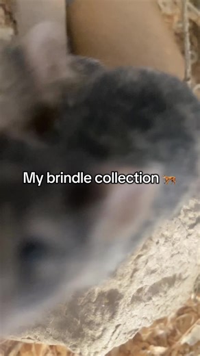 What colour is your favourite? #mouse #rat #pets #genetics #smallpet