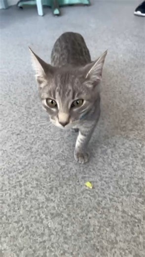 10K views · 34 reactions | Take a look inside The Cat's Den Coffee House, Darlington's first cat cafe | The Northern Echo County Durham | Facebook