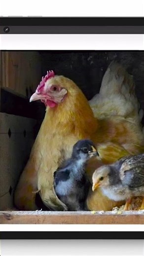 Painting a Chicken? 🎨 What's the Process? 🤔 #shorts