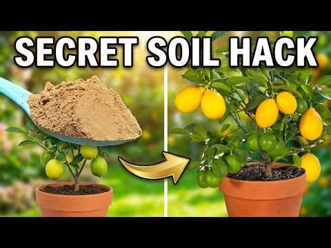 Lemon Tree Care in Pots | 10 Proven Tips for Maximum Fruit Production
