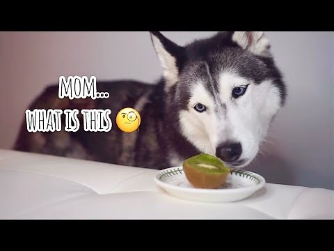 My Husky Reviews Food | Taste Test 😍