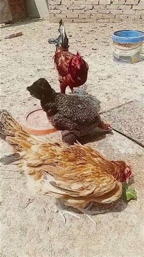 تربيه الطيور