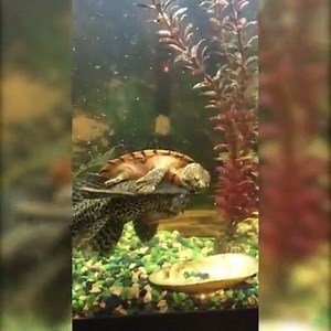 😂 | Country Sugar