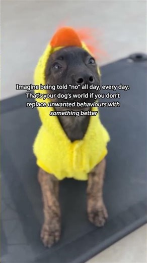 Why Your Dog Keeps Begging (And How to Fix It the Right Way)