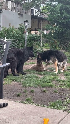 German shepherd’s 3 different colors
