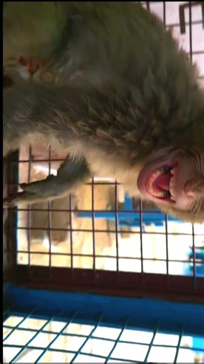 electric burn baby monkey #monkey #beby #kkm #wildliferescue #rescue