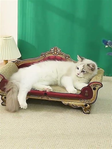 The Perfect Cat Scratcher Sofa – Stylish, Durable & Cat-Approved! 🐱🛋️