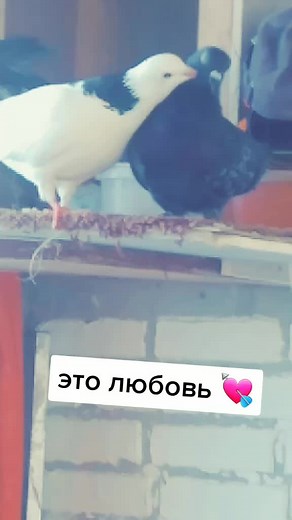 Pigeons Mating Dance: Unique Behavior of Two Birds