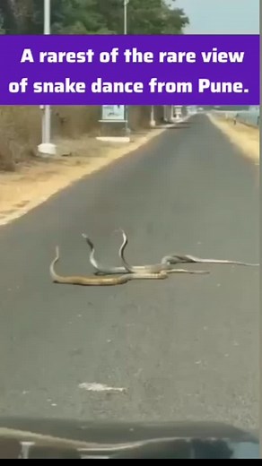 3 snakes, dancing together !! Rarest of Rare view from Pune 😱 | Samir Abbas